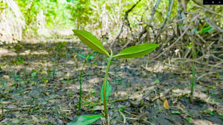 DAVIVIENDA HONDURAS CELEBRA EL DÍA INTERNACIONAL DE LA CONSERVACIÓN DE LOS MANGLARES CON ACCIONES PARA LA RESTAURACIÓN DE ECOSISTEMAS.